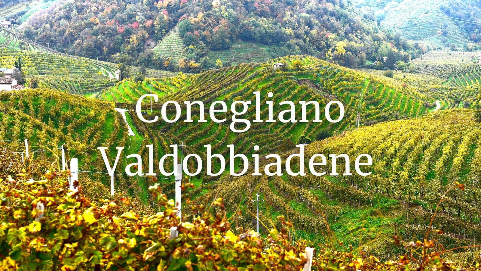 Conegliano Valdobbiadene Prosecco DOCG with Alan Tardi