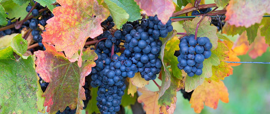 The best Italian red grapes and the regions that love them