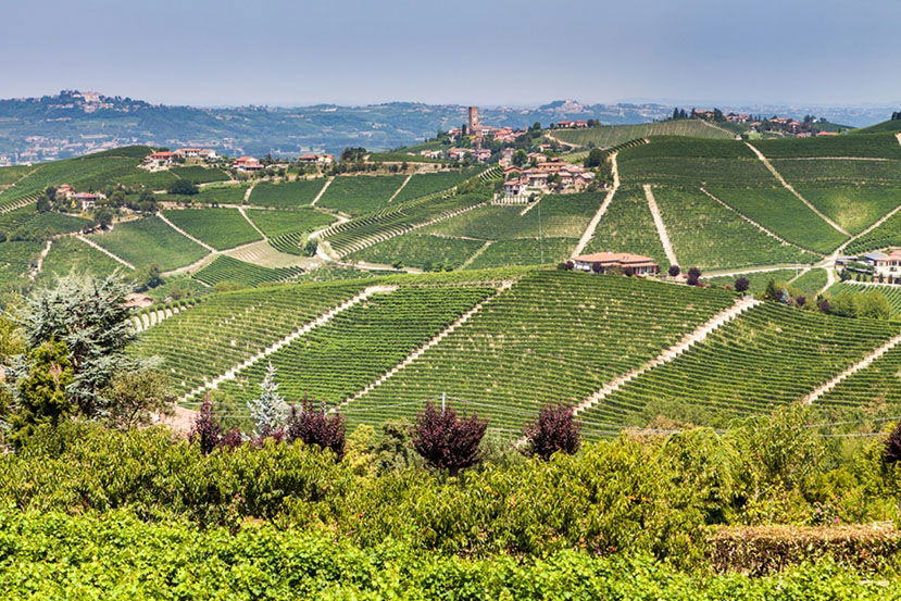 Rising Stars of Piedmont: Eight Must-Taste Producers from Roero to Monforte d’Alba