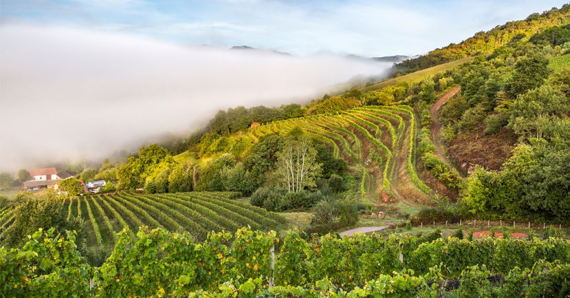 Ten Fascinating Wines to Look Out for from South West France