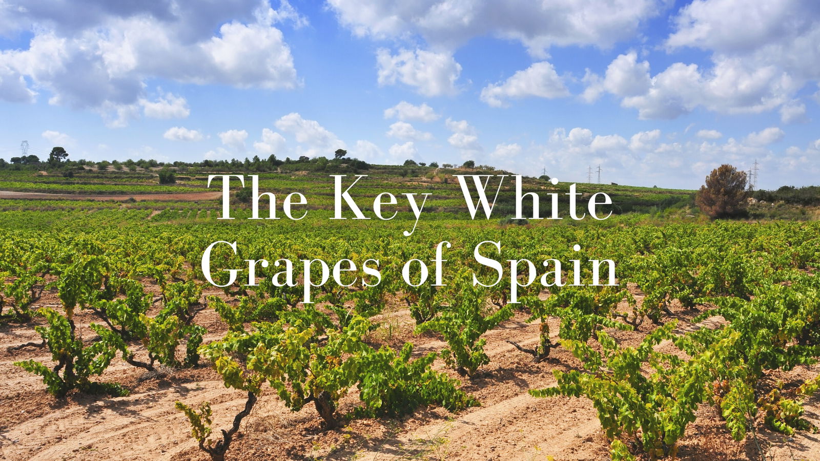 The Key White Grapes of Spain with Lucas Payà