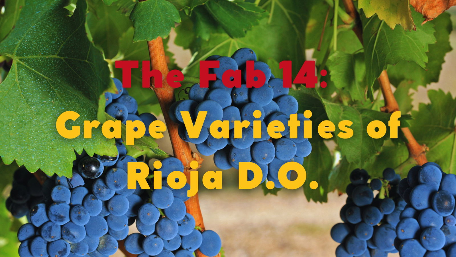 The Fab 14: Grape Varieties of Rioja