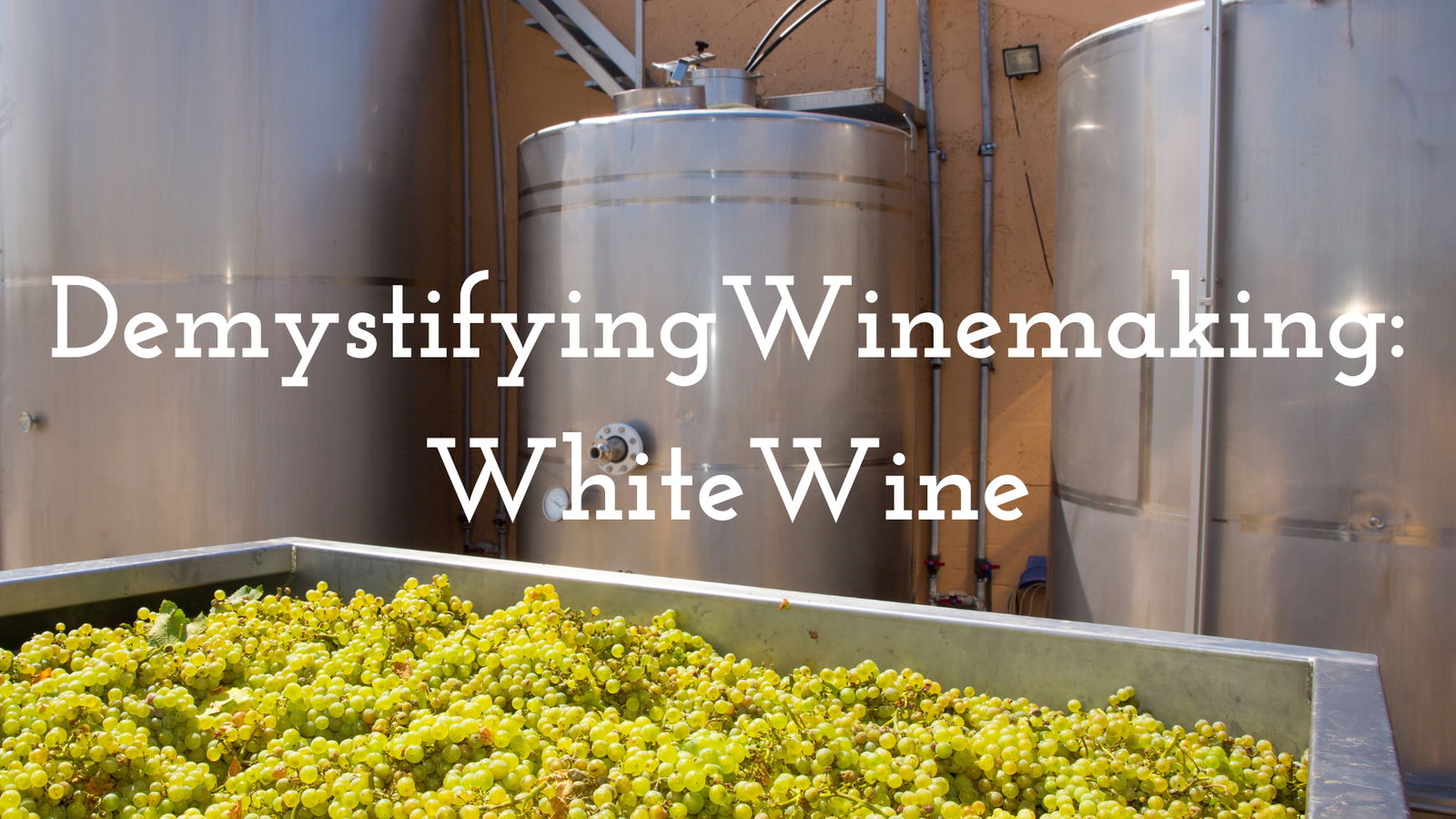 Demystifying Winemaking : Part 1 - White and Roses with Nova Cadamatre MW