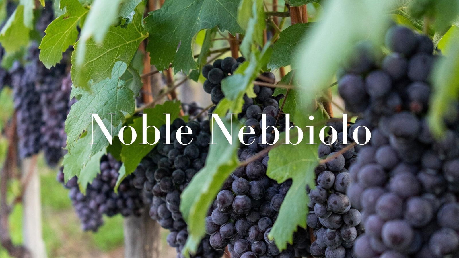 Noble Nebbiolo with Alan Tardi