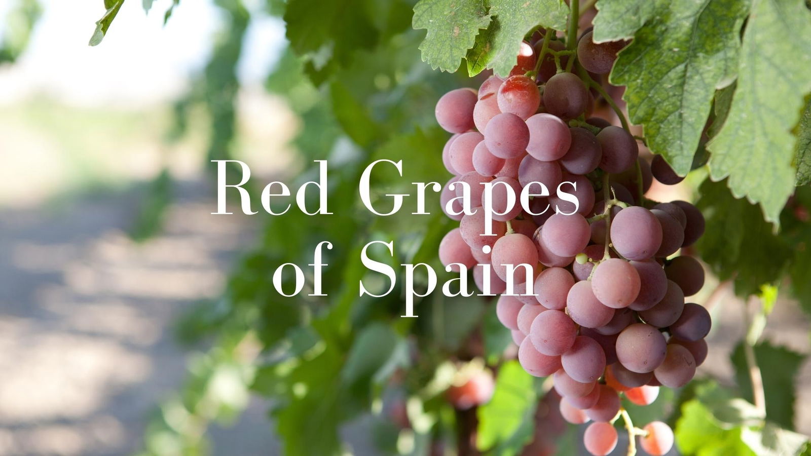 The Key Red Grapes of Spain with Lucas Payà