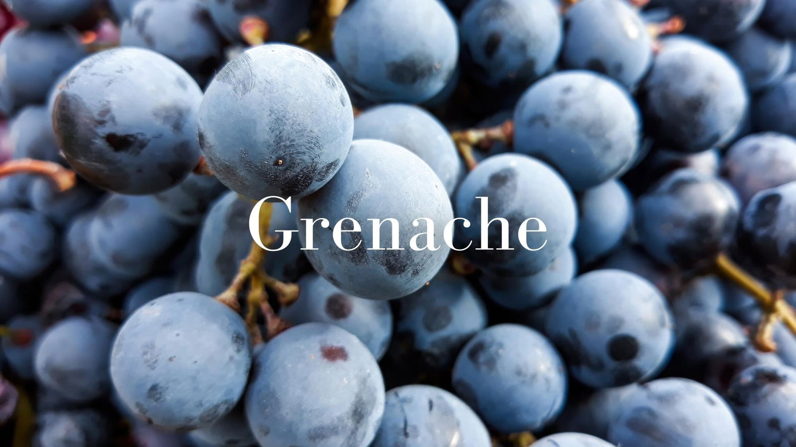 Grenache: the little grape that could with Jay Youmans MW