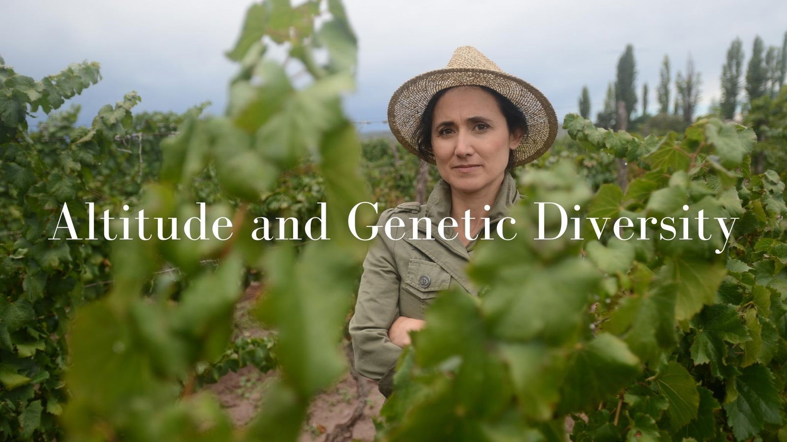 Why Altitude And Genetic Diversity Will Save Wine with Dr Laura Catena