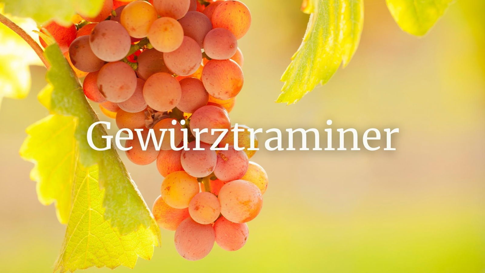 Gewürztraminer: An exploration of a unique grape variety with Eric Zwiebel, MS