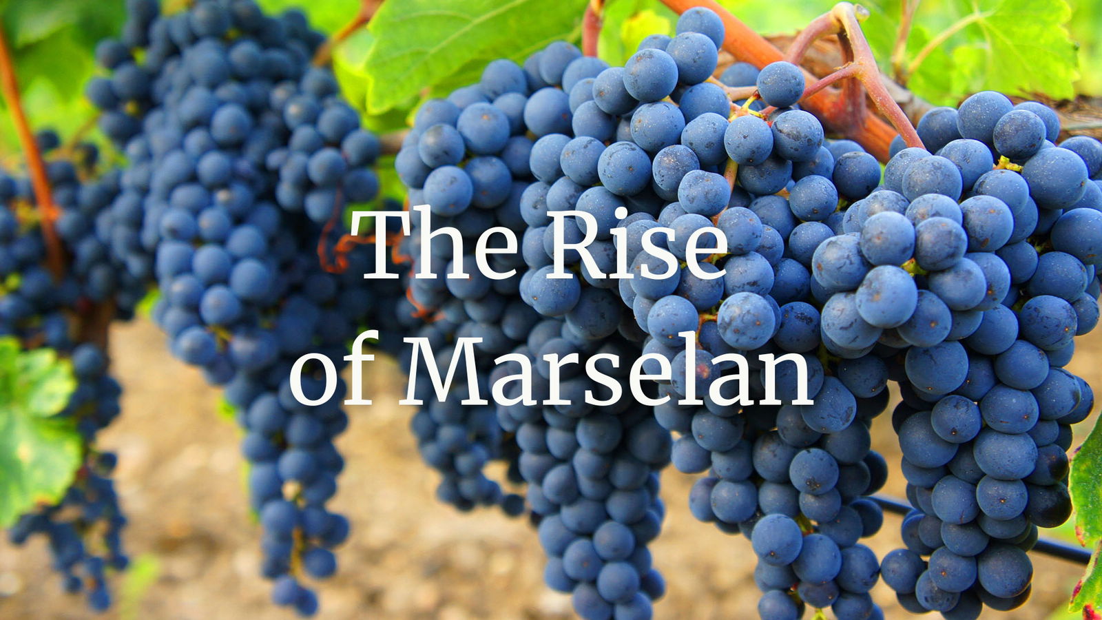 Marselan: The Rise of a New Crossing Around the World, Challenging Old Ideas, with Elizabeth Gabay MW