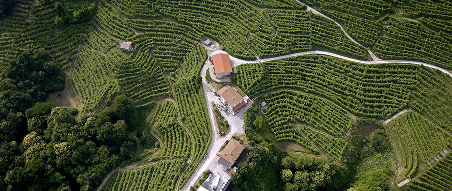 Veneto S Wine Production By The Numbers   C511c1bbac51725f9a8fb4ceafe921f2 