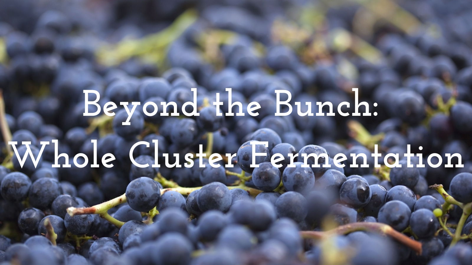 Whole Cluster Fermentation: Its Use in Pinot Noir in the Côte d’Or