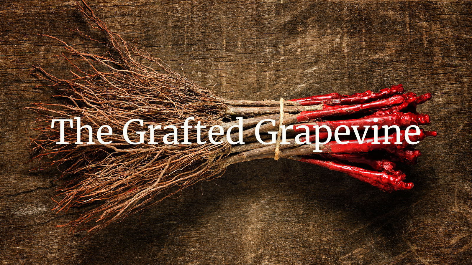 The Grafted Grapevine Part I: How to Produce a Grafted Grapevine?