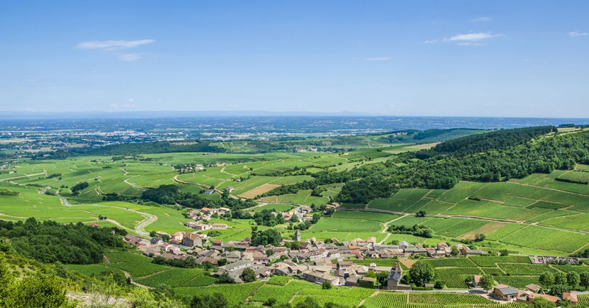 Wine Trends in 2020: Burgundy by the Numbers