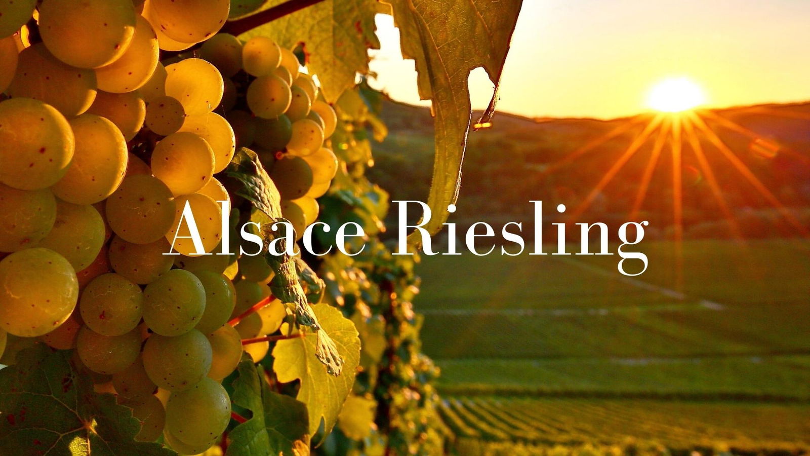 The Many Splendors of Alsace Riesling with Thierry Meyer