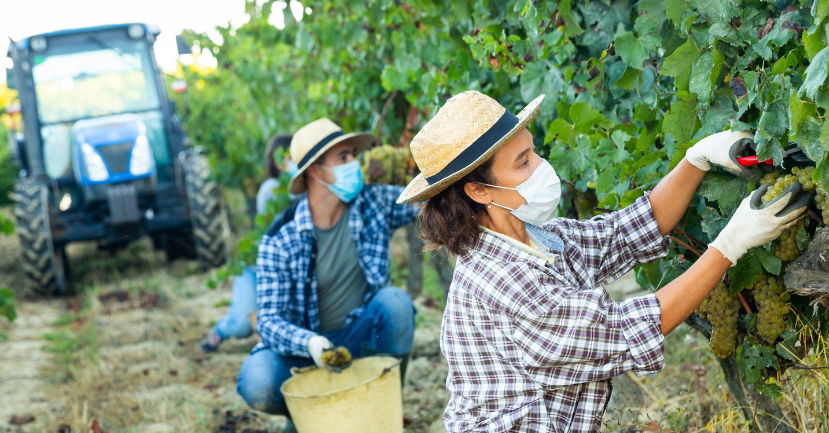 Ever hotter: A Quick Look at the 2020 French Wine Harvest