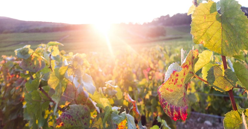 Bourgogne Goes Green