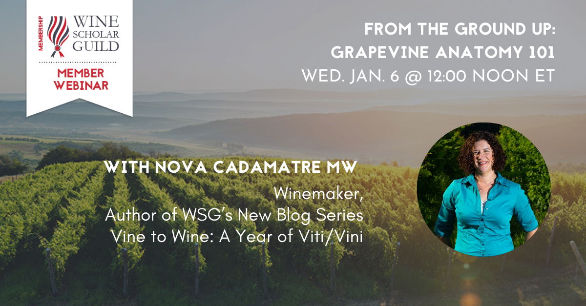 From the Ground Up: Grapevine Anatomy 101 with Nova Cadamatre MW