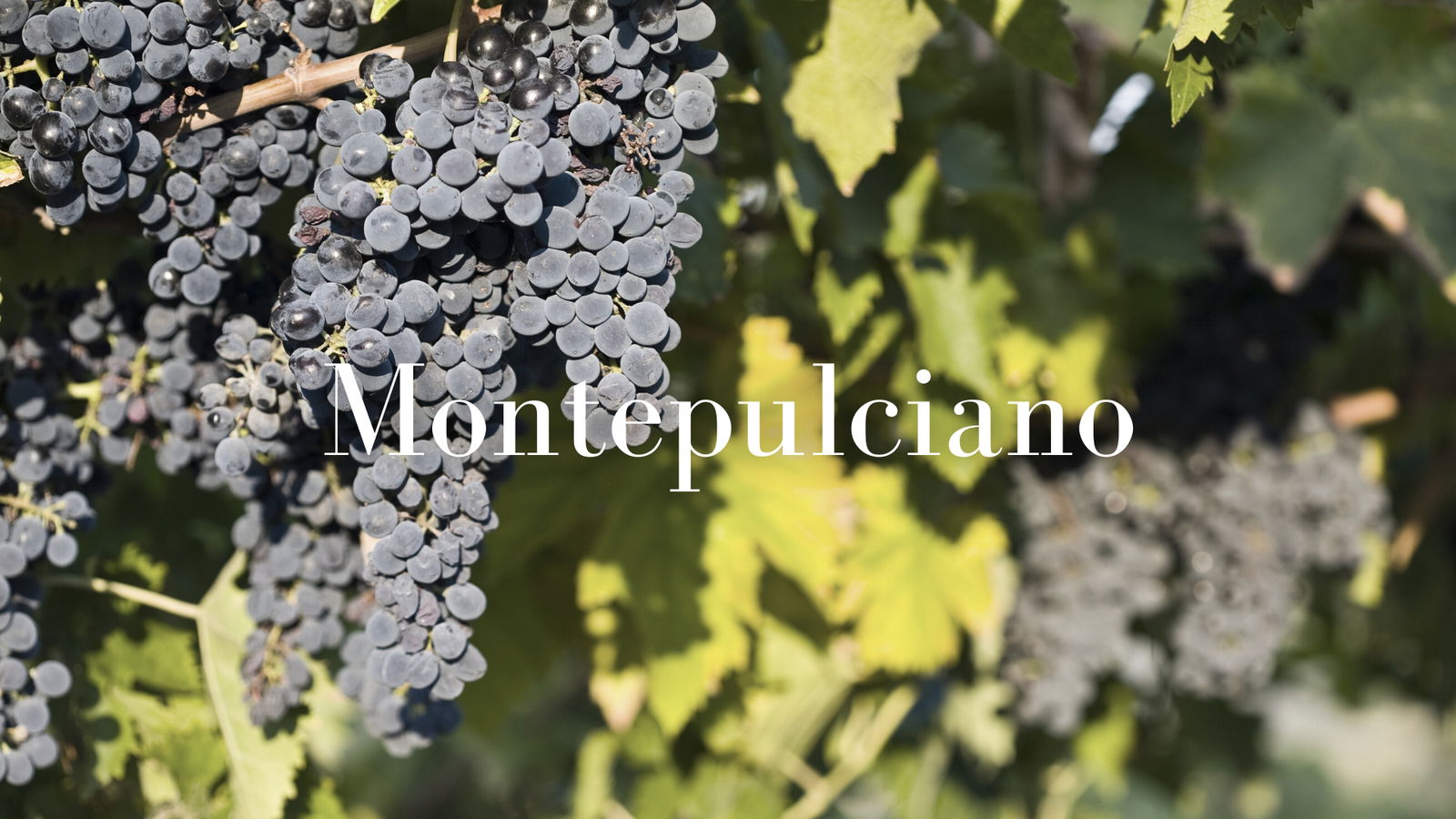 History, origin and all about Montepulciano with Ciro Pirone