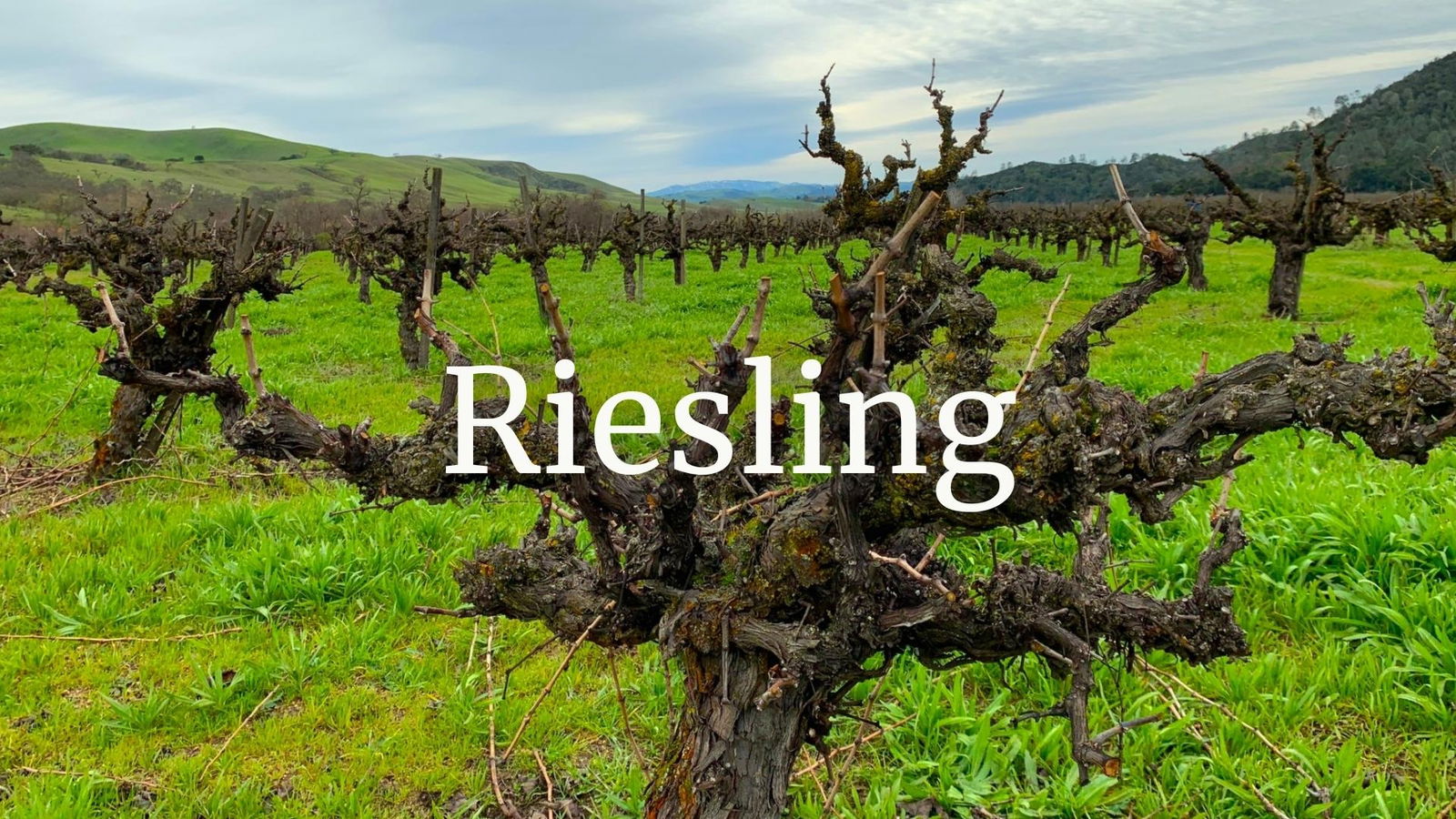 Riesling: Germany’s Global Grape with Valerie Kathawala