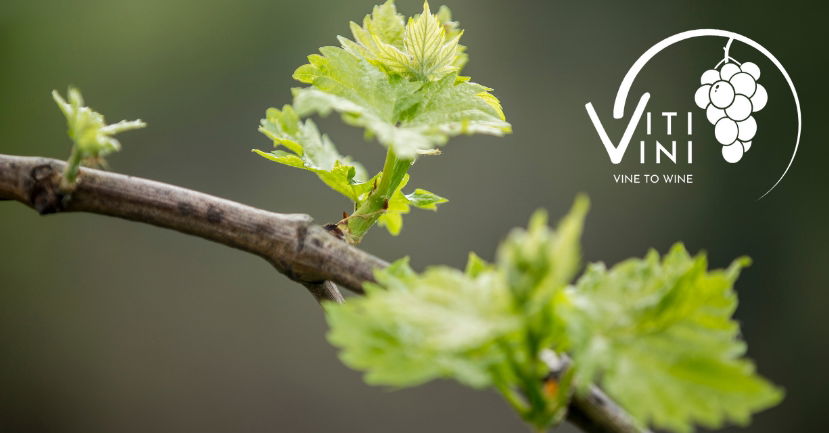 Vine to Wine: A Year of Viti/Vini - May