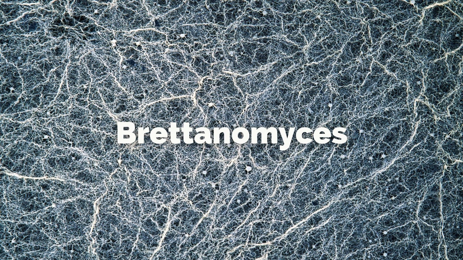 Brettanomyces with Christy Canterbury MW