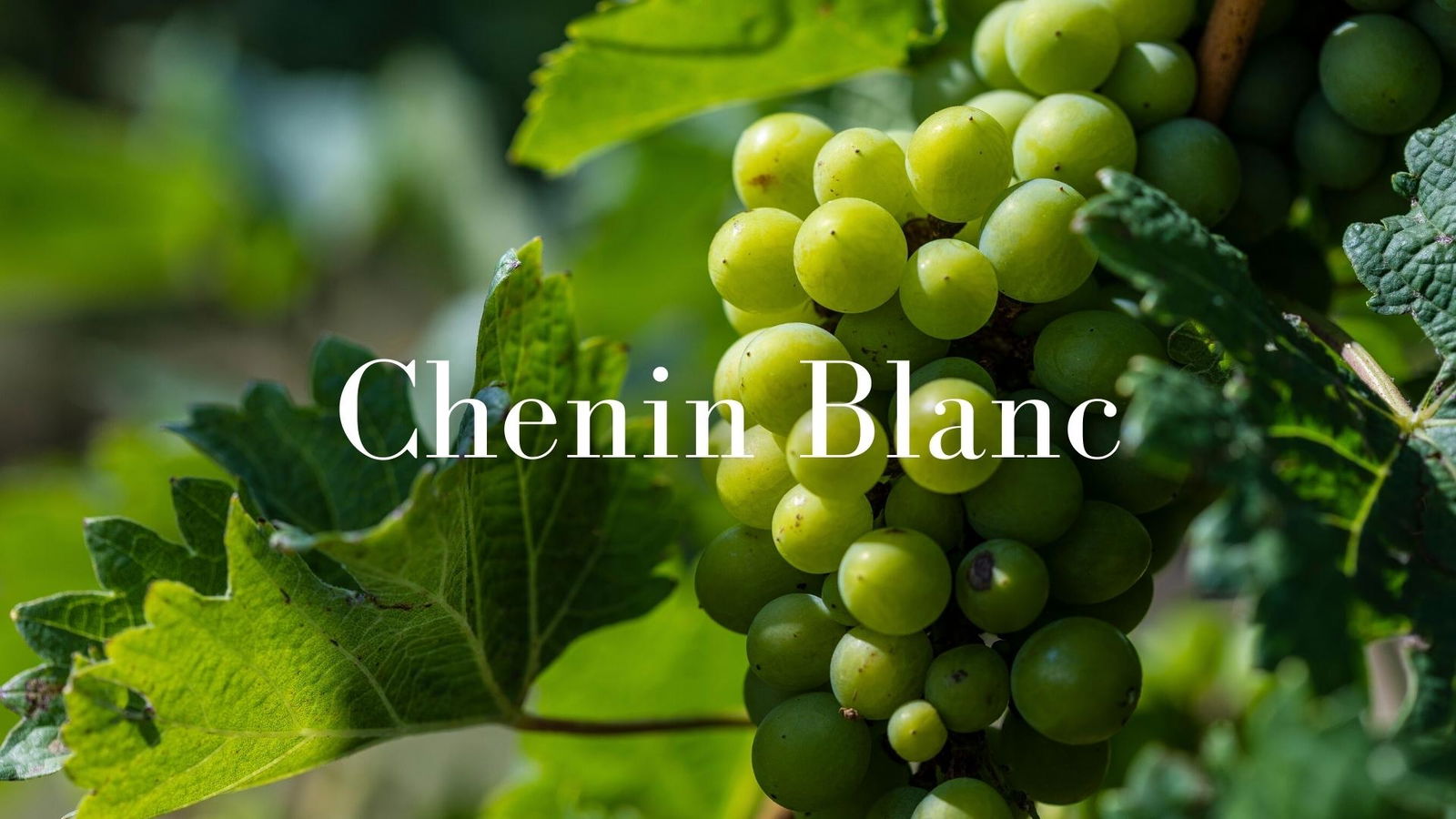 The Diversity of Loire Valley Chenin Blanc with Pascaline Lepeltier, MS