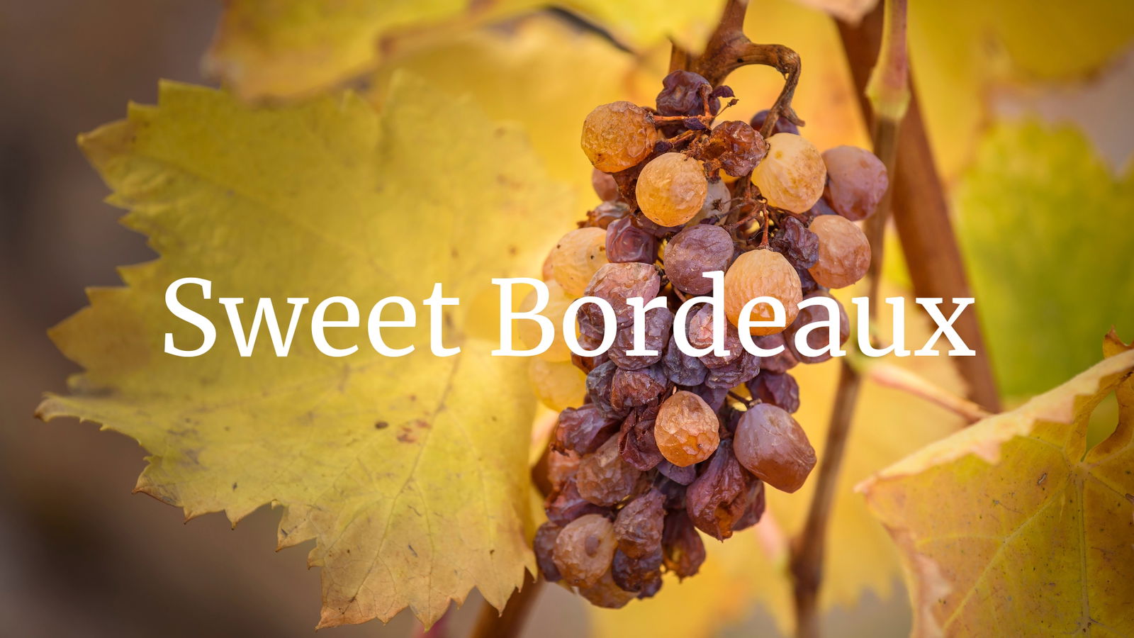 Getting to Know Sweet Bordeaux with Deborah Parker Wong