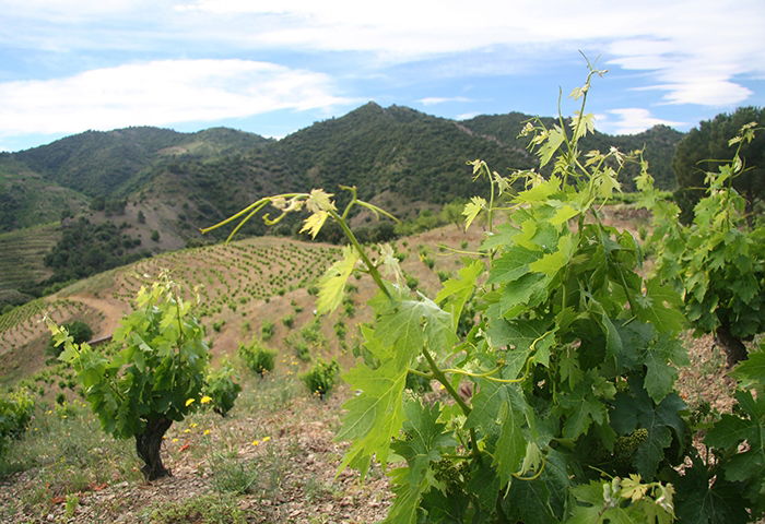 Priorat, The Wine of Life