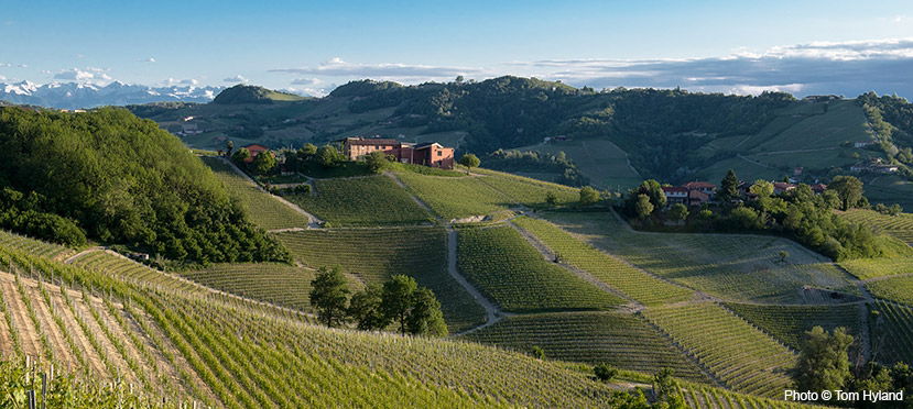 A Guide to Recent Barolo and Barbaresco Vintages