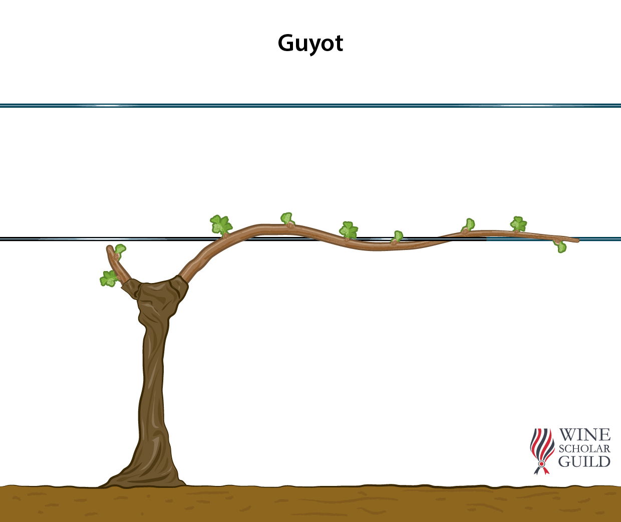 Vine School Part 1 Common Systems